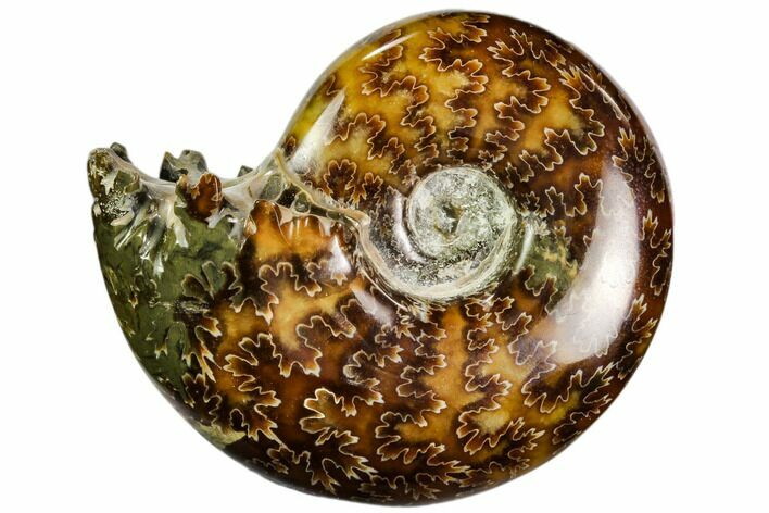 Polished, Agatized Ammonite (Cleoniceras) - Madagascar #110515
